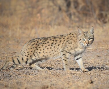 Dhawa Doli Wildlife santuary 