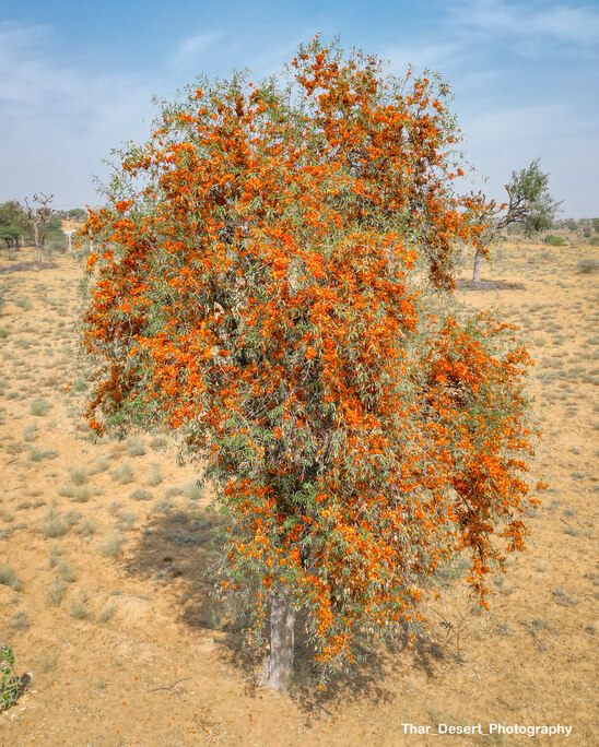 Dhawa Doli Wildlife santuary 