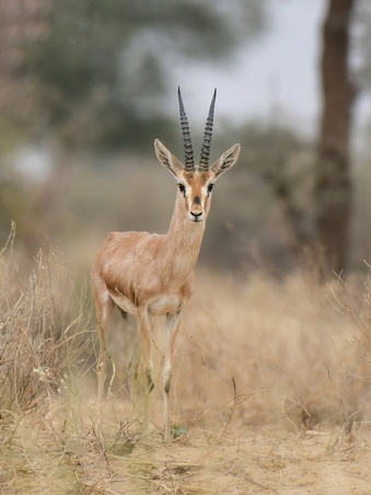 Dhawa Doli Wildlife santuary 