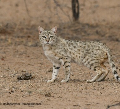 Dhawa Doli Wildlife santuary 