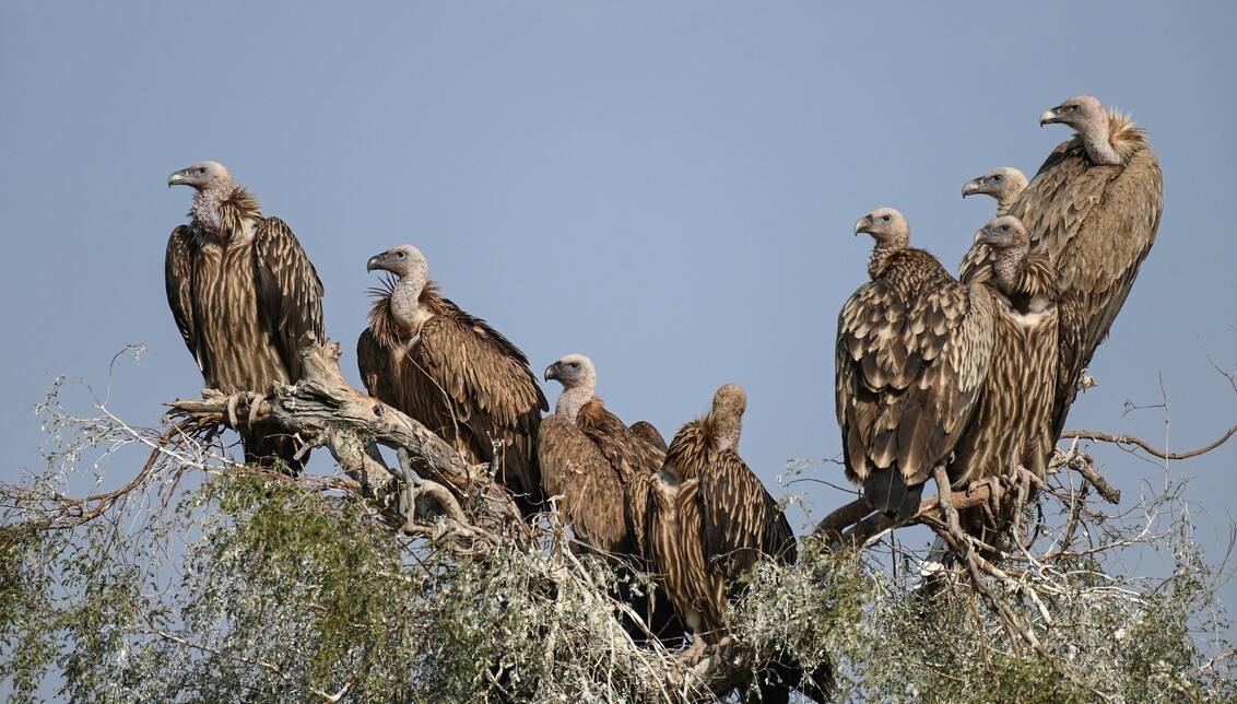 Dhawa Doli Wildlife santuary 