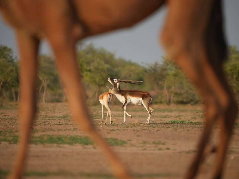 Dhawa Doli Wildlife santuary 