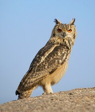 Dhawa Doli Wildlife santuary 