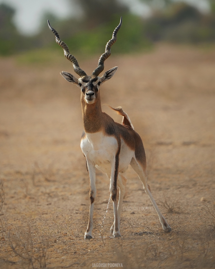 Dhawa Doli Wildlife santuary 