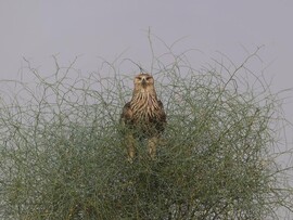 Dhawa Doli Wildlife santuary 