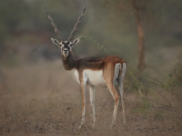 Dhawa Doli Wildlife santuary 