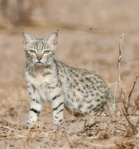 Dhawa Doli Wildlife santuary 