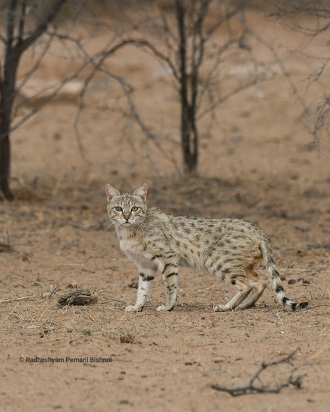 Dhawa Doli Wildlife santuary 