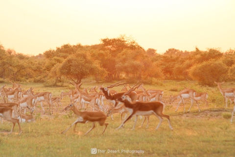 Dhawa Doli Wildlife santuary 