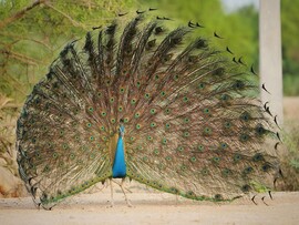 Dhawa Doli Wildlife santuary 