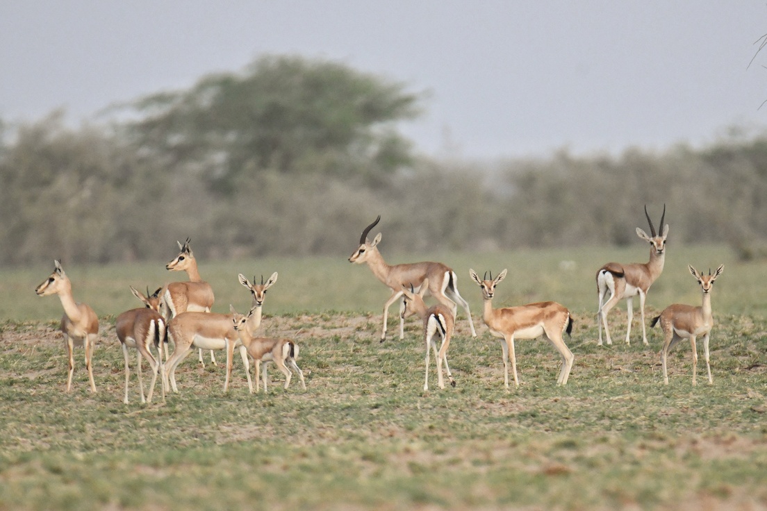 Dhawa Doli Wildlife santuary 