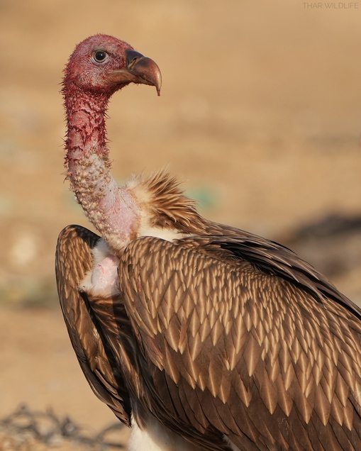 Dhawa Doli Wildlife santuary 