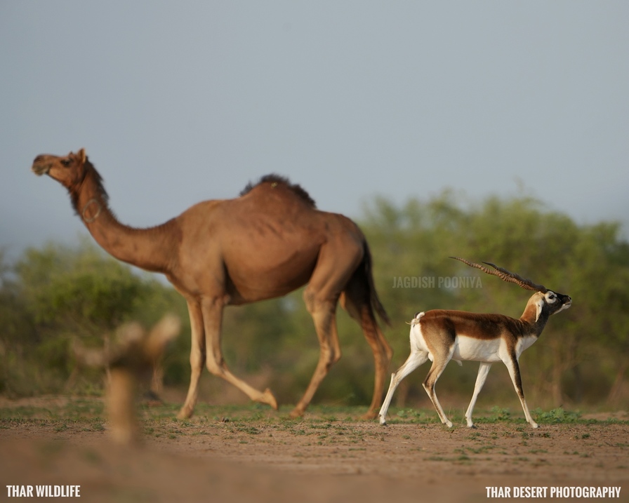 Dhawa Doli Wildlife santuary 
