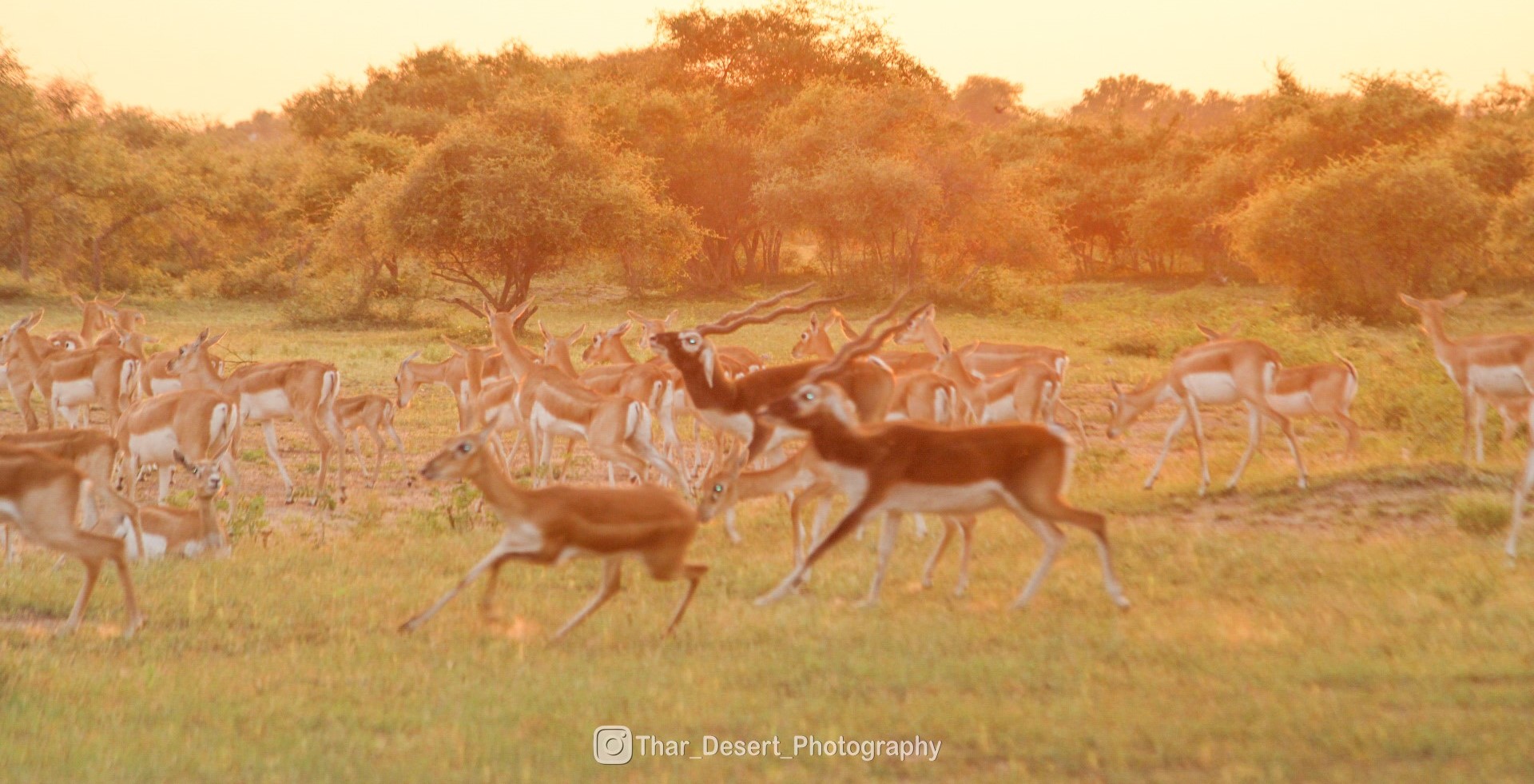 National Deesrt Park