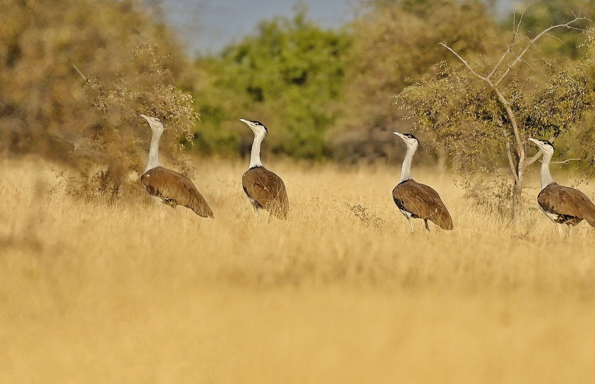 National Deesrt Park