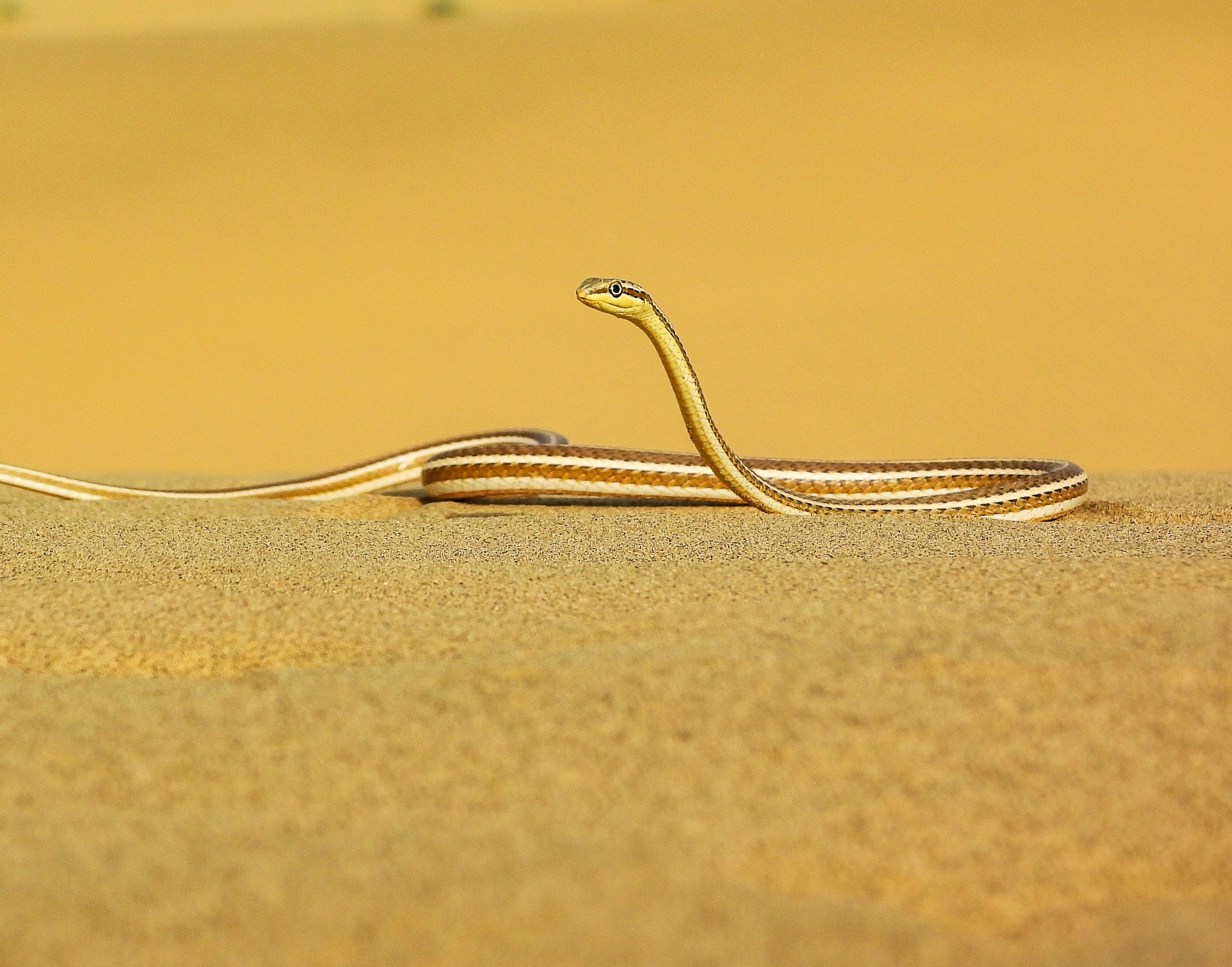 National Deesrt Park