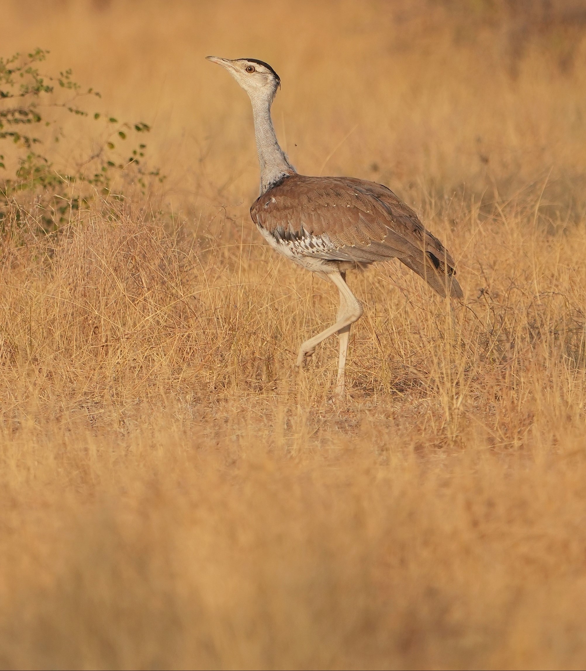 National Deesrt Park